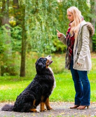 Girl in autumn park training her dog in obedience giving the sit command